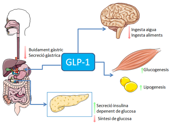 GLP-1 Bisa Kurangi Risiko Kecanduan, Temuan Studi